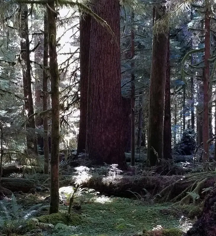 Valley of the Giants