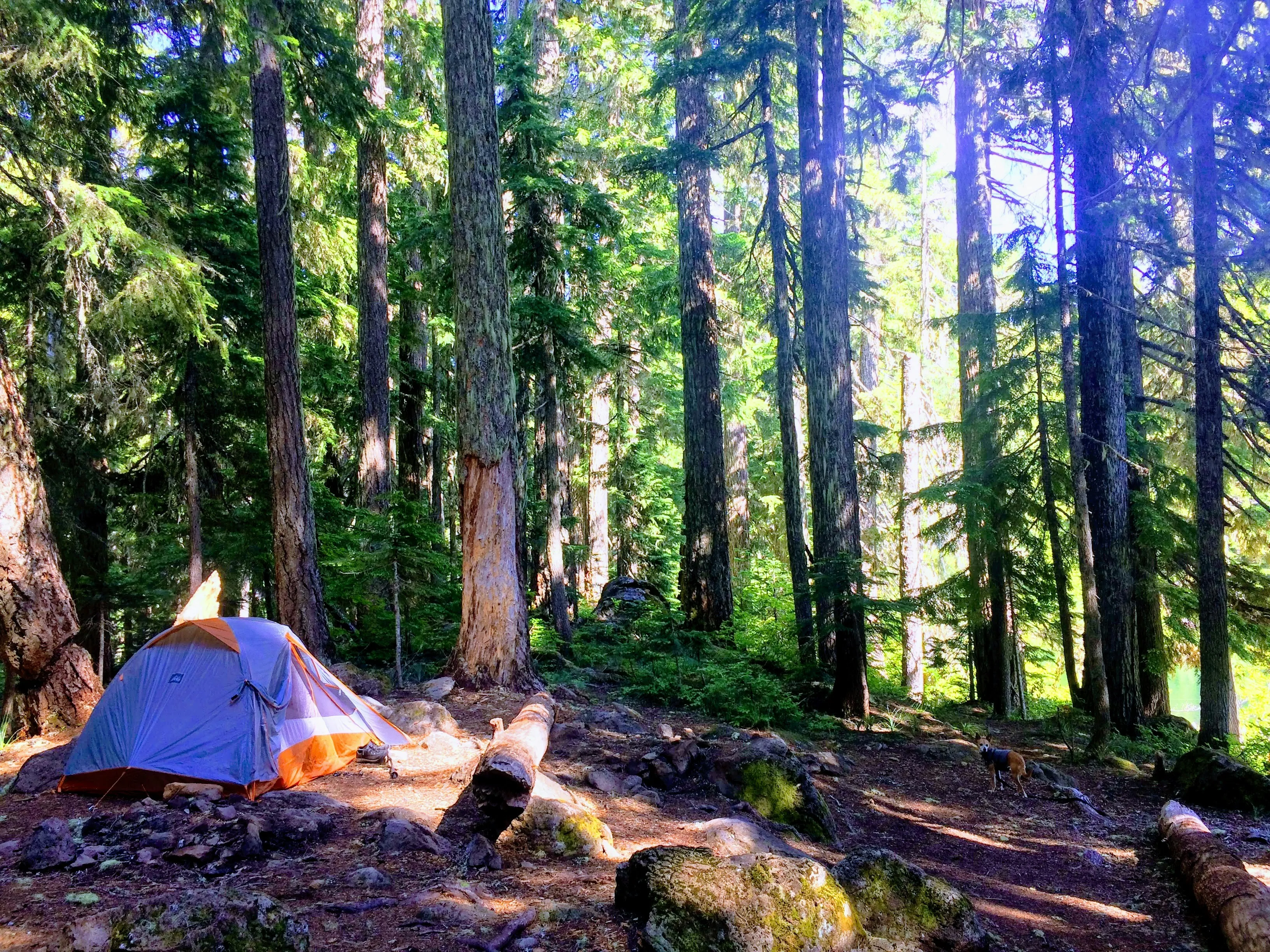 A white and orange tent in the Oregon forest. Rogue Valley Camping can get you here.