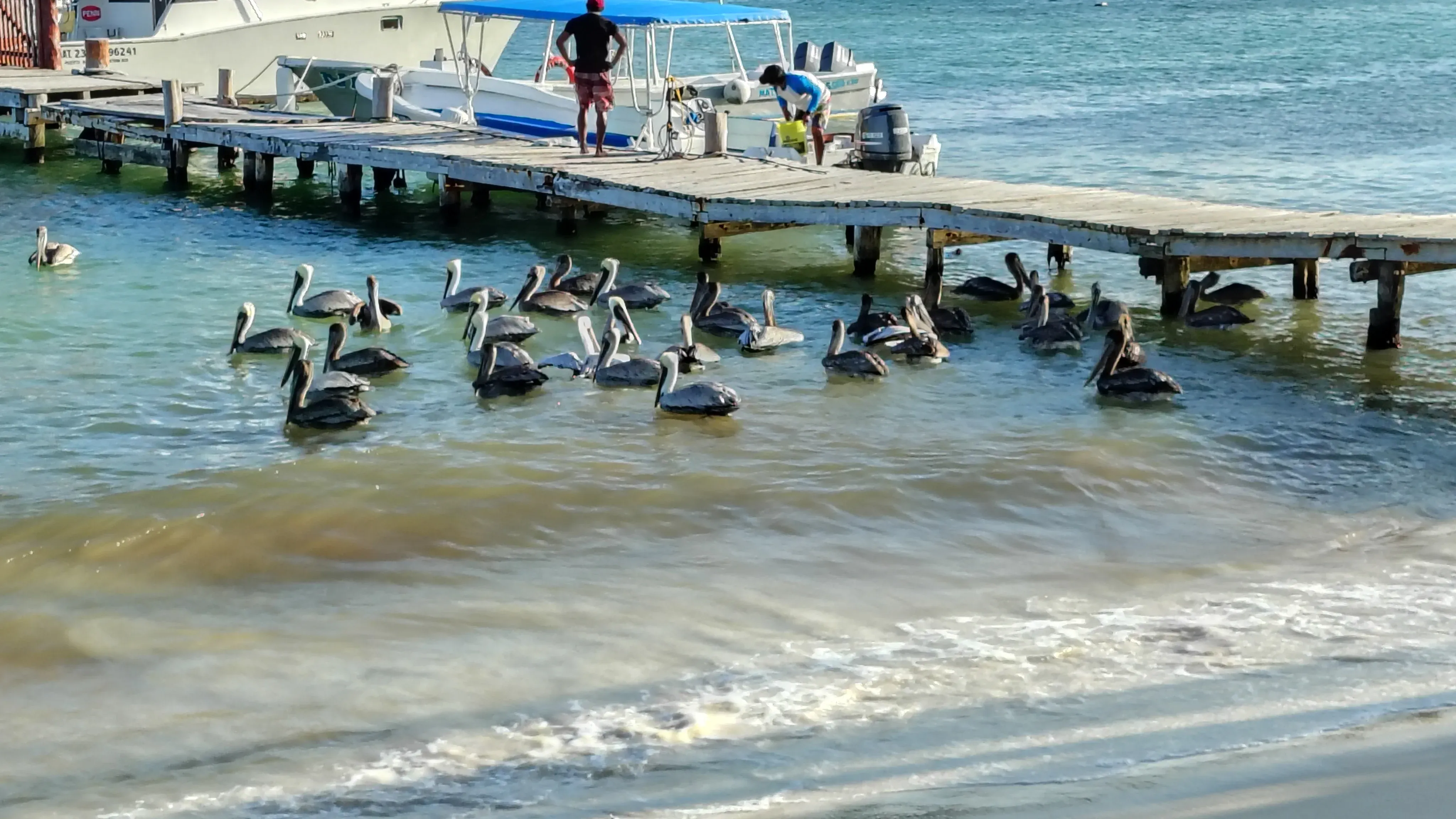 pier with pelicans Puerto Morelos