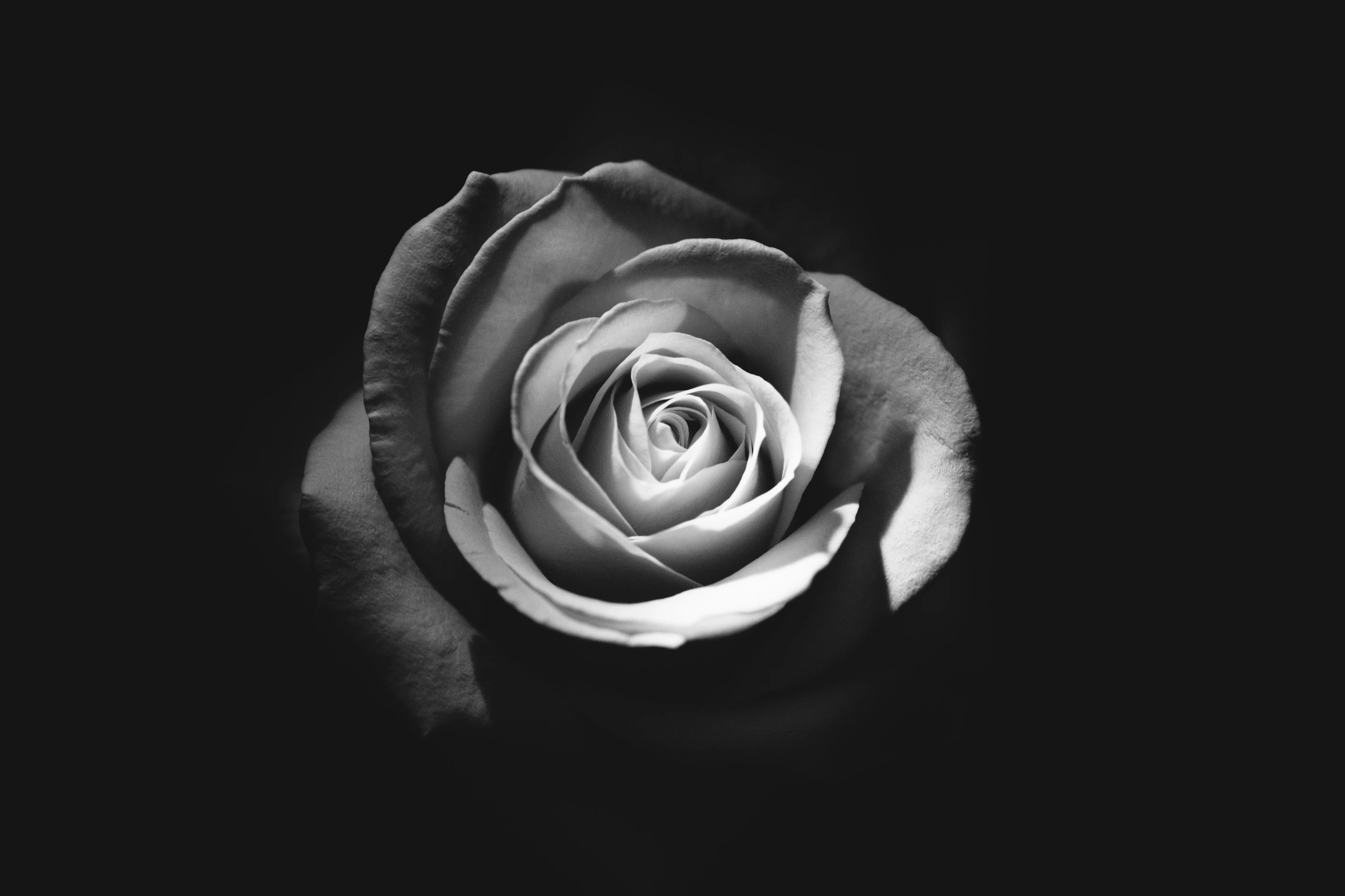 A rose symbolizing a funeral, Event Rent ME can rent for both funerals or celebrations of life.