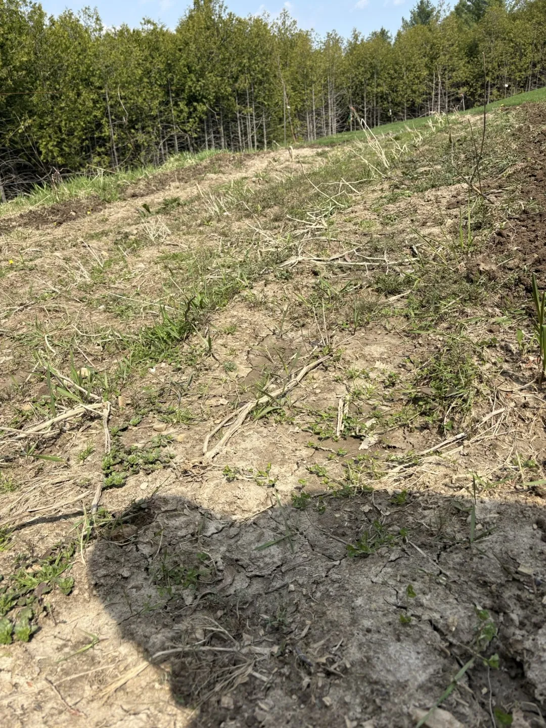 owen sound garden dyi rototiller cultivator rental buy