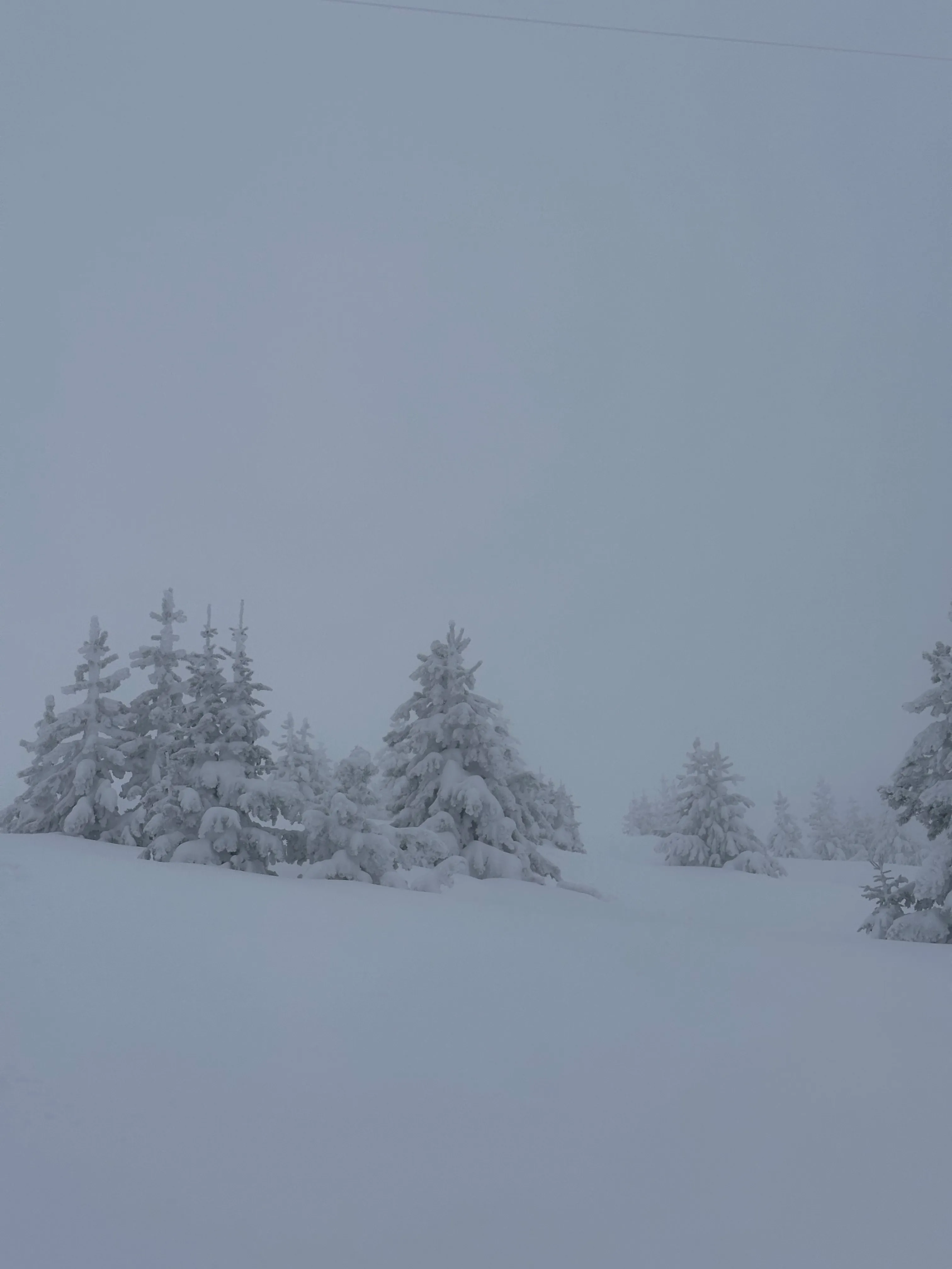 snowy tree in Vail 