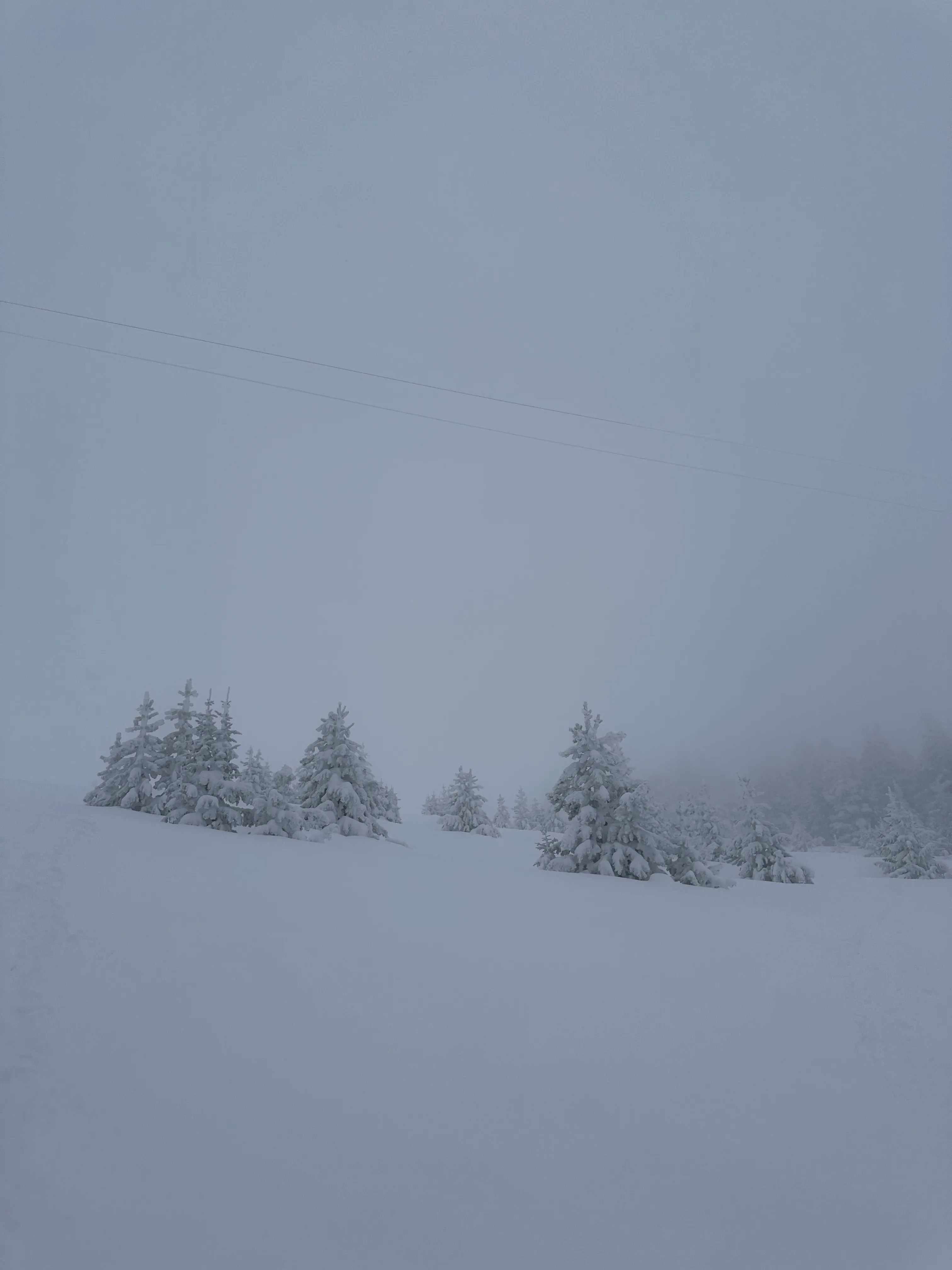 snowy trre