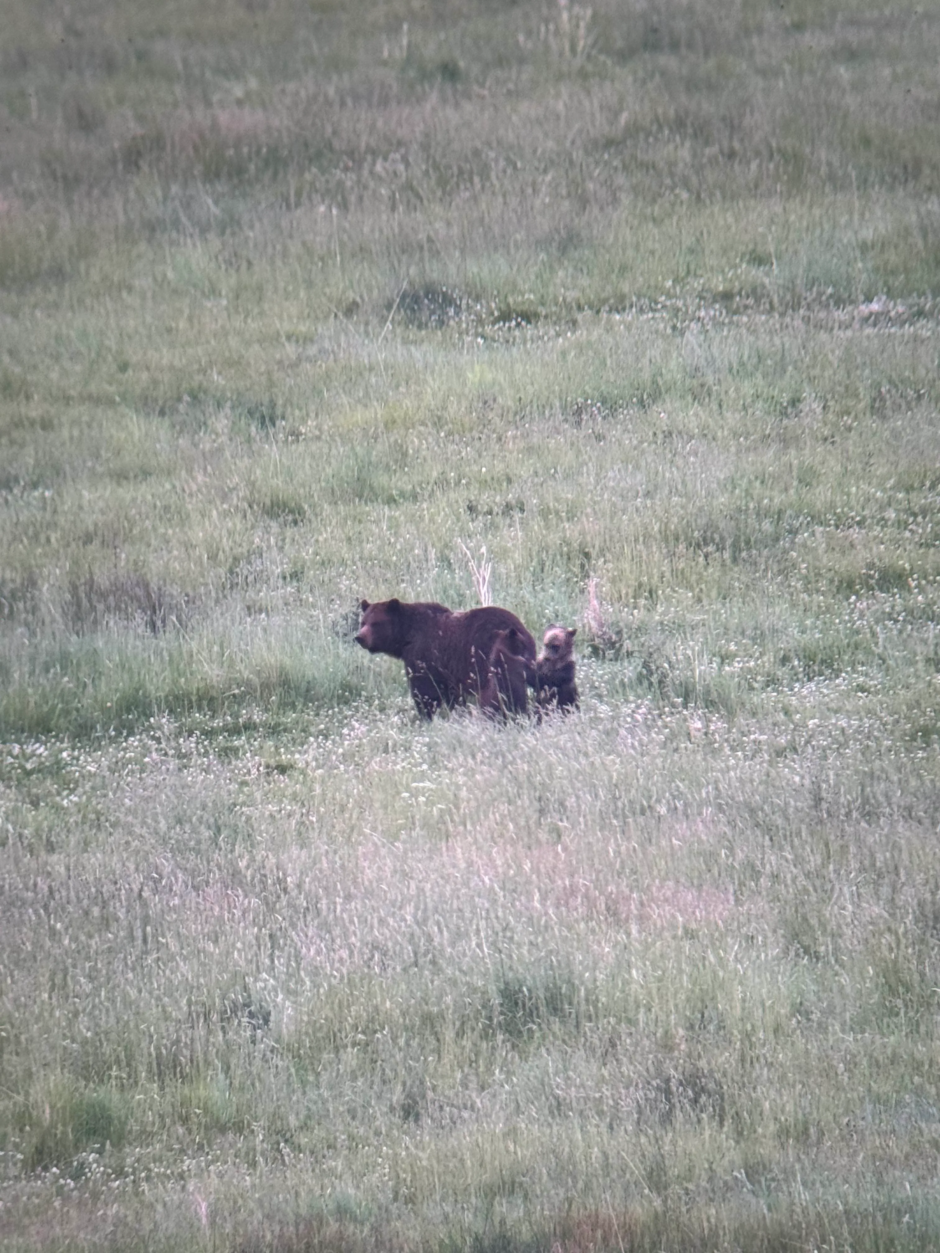 Grizzly Bear sow with her cub