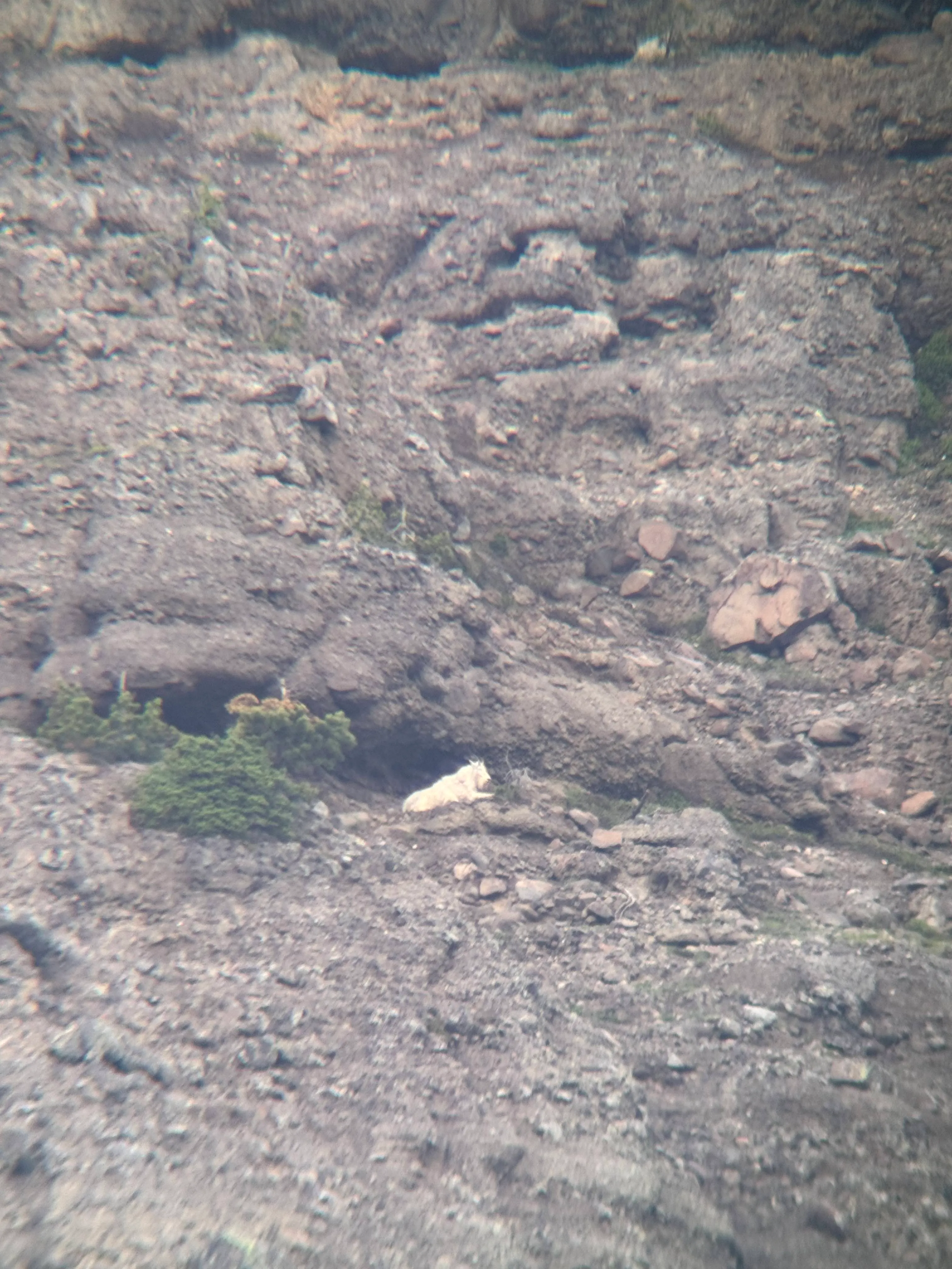 Mountain goat from over a mile and a half away
