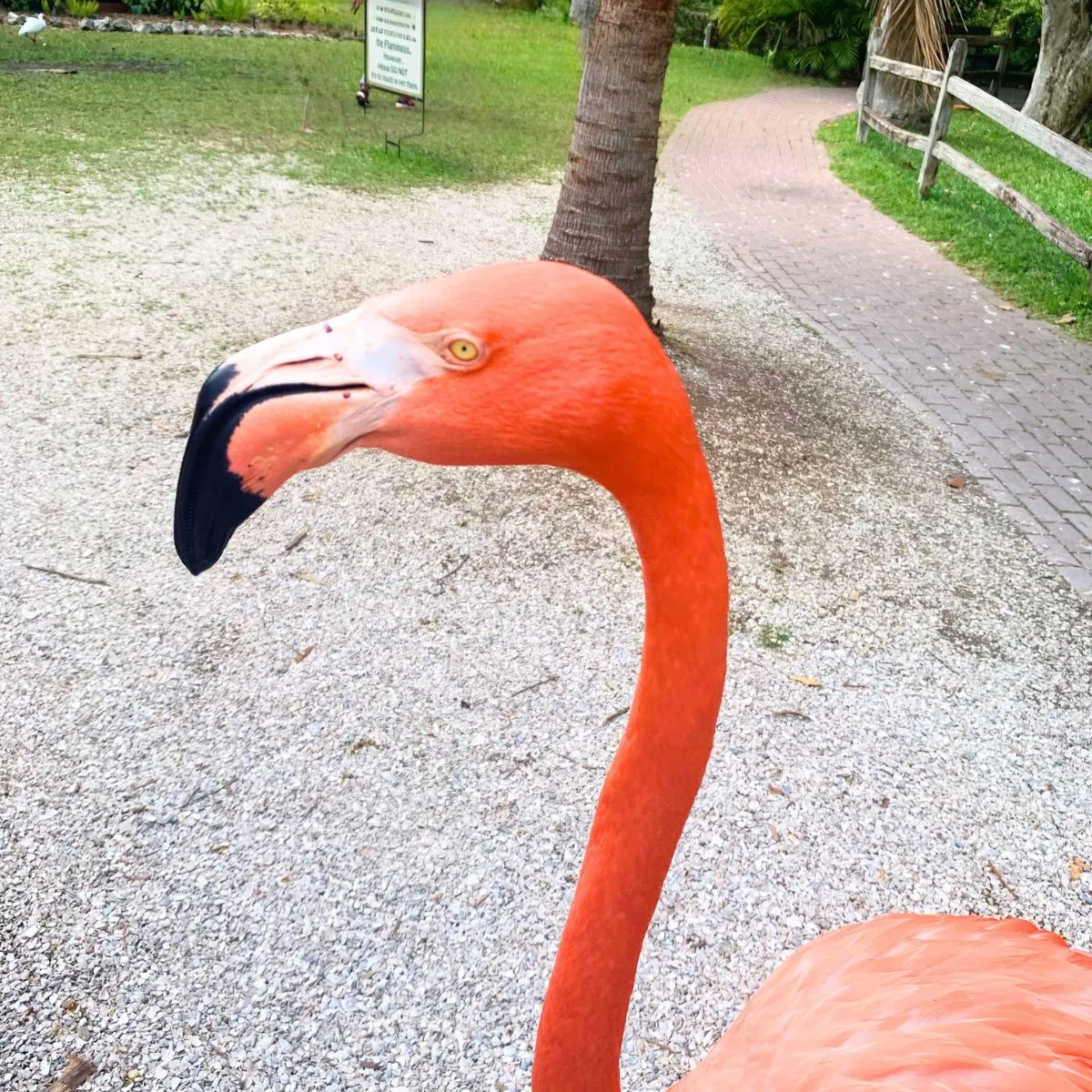 Sarasota is full of family-friendly places to explore with little ones. Meet the flamingos and other animals at Sarasota Jungle Gardens, visit the playground and splash pad at The Bay, discover marine life at Mote SEA, or spend the day around St. Armands Circle and nearby Lido Key. Families can also explore the gardens and grounds at The Ringling or enjoy an easy beach day along Sarasota’s coast. With cribs, strollers, high chairs and other baby gear delivered for your stay, you can spend less time preparing and more time enjoying Sarasota together.