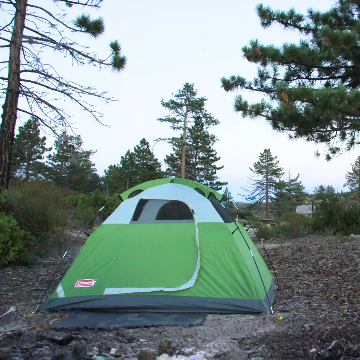 Green camping tent set up in a wooded campsite surrounded by pine trees.