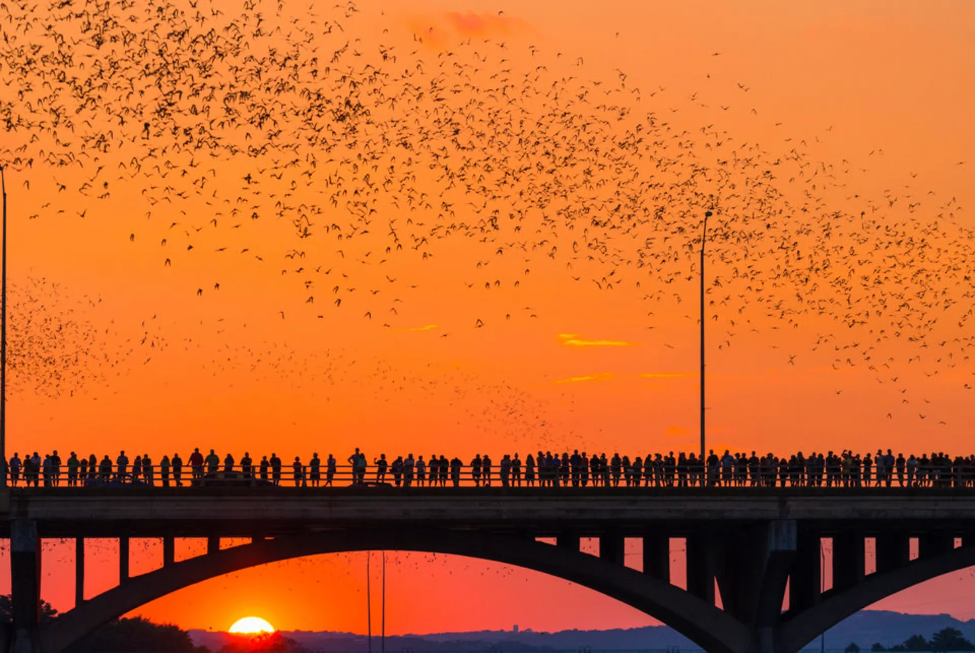 Explore the largest urban bat Colony in the world with your e-bike delivery.