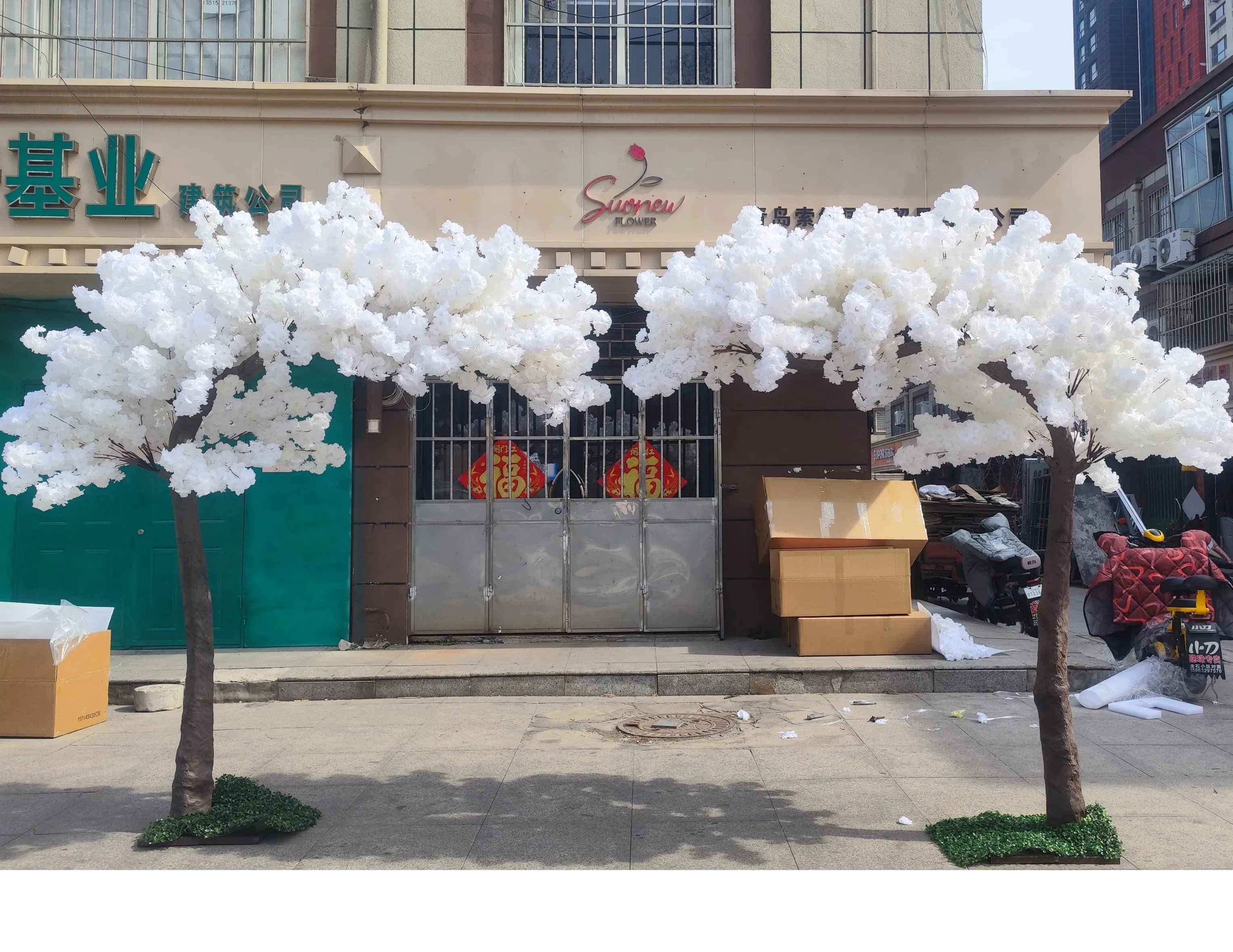 White Cherry Blossom Trees (2)