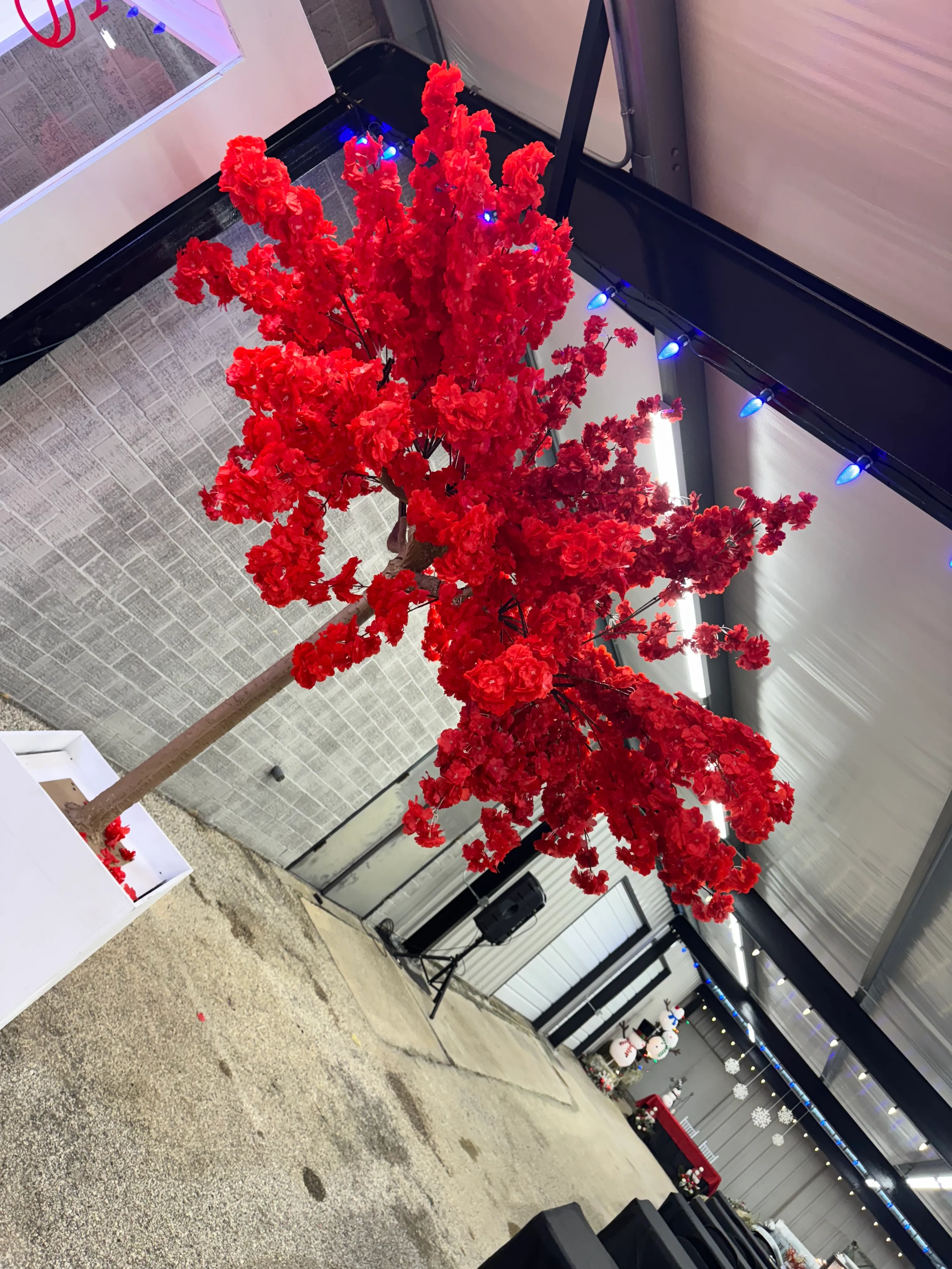 Red Cherry Blossom Trees (2)