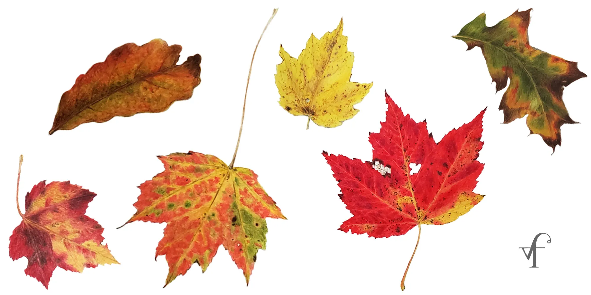 Colorful Leaves