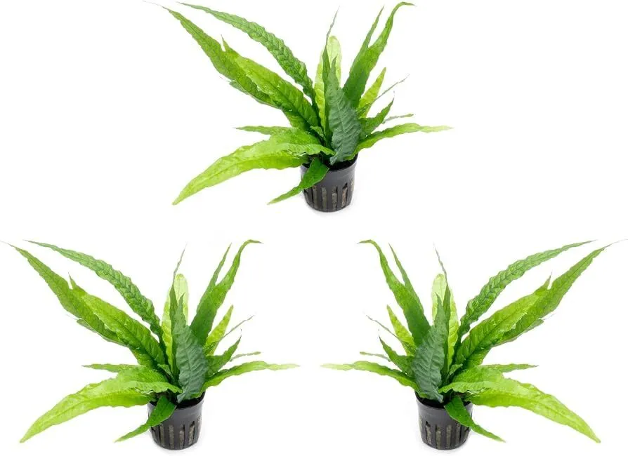 Live Fern