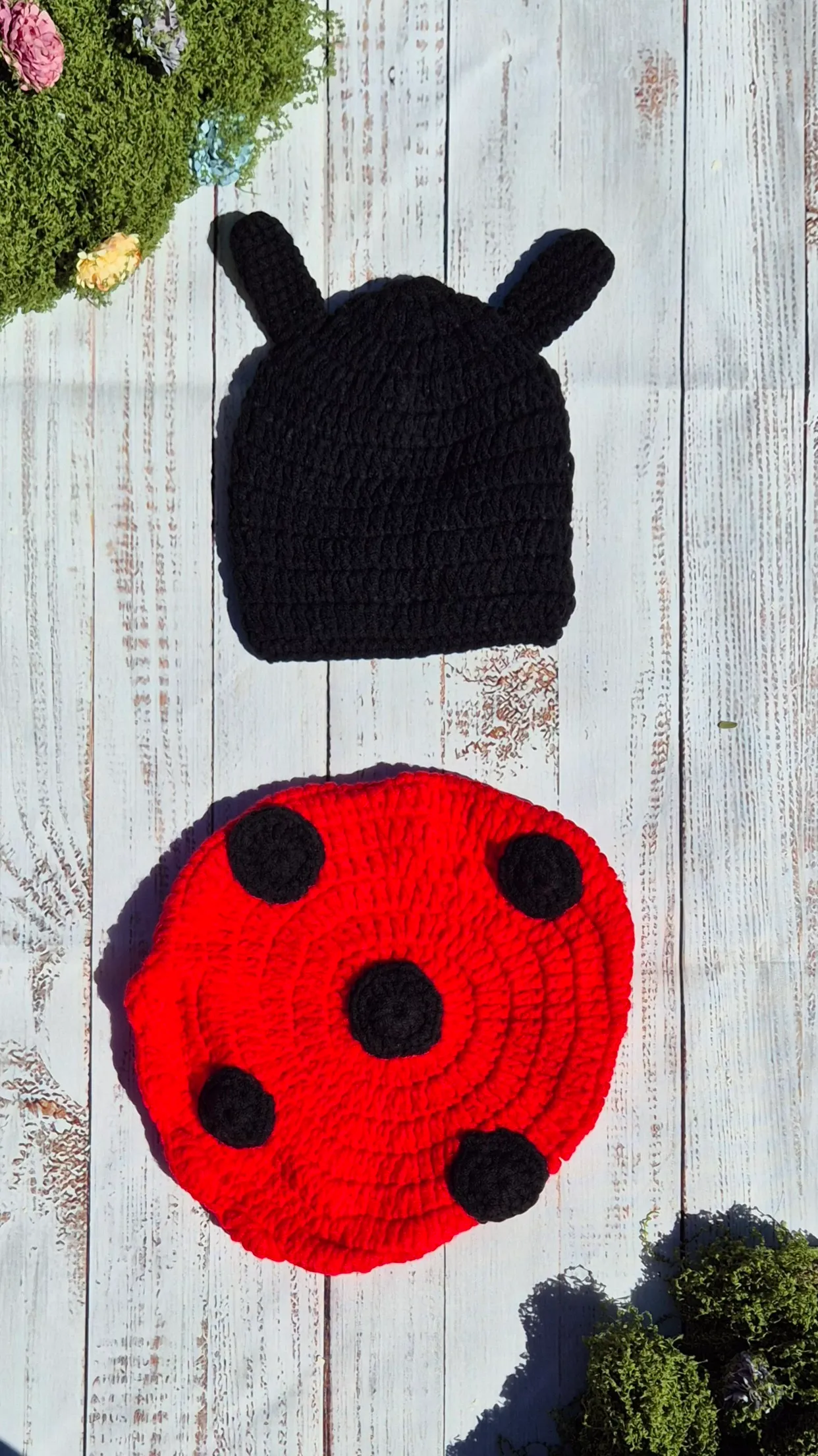 Ladybug