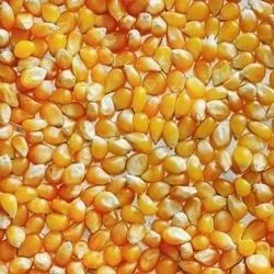 Maïs pop corn - 5KG