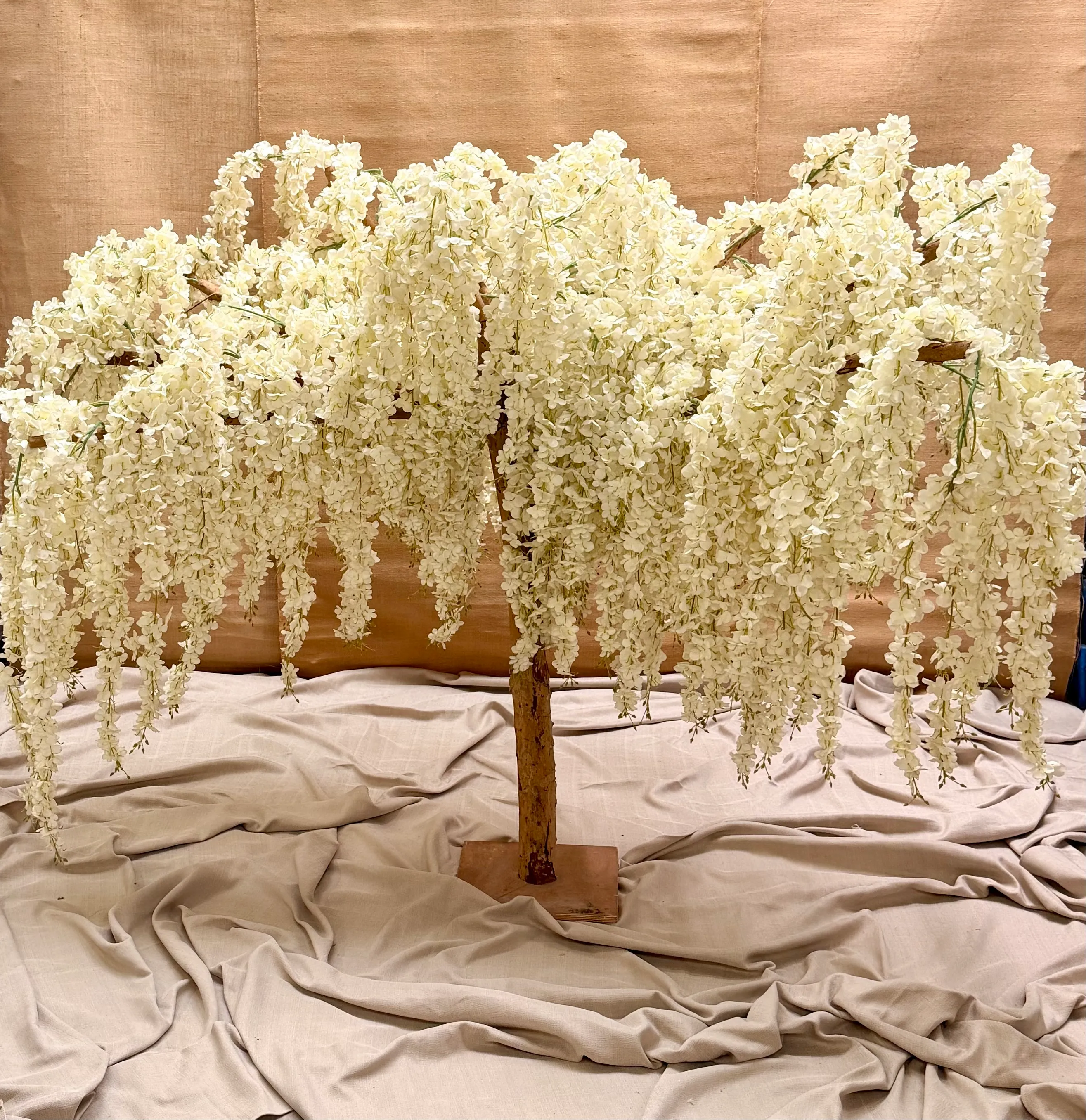 White Wisteria Tree