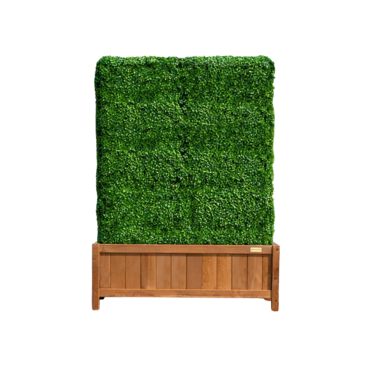 Boxwood Hedge