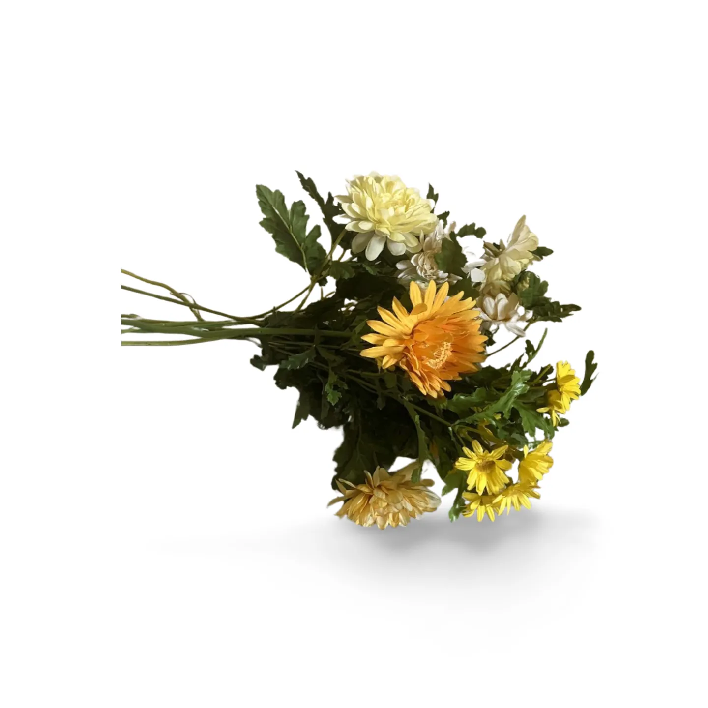 Chrysanthemum - Yellow Stems x8