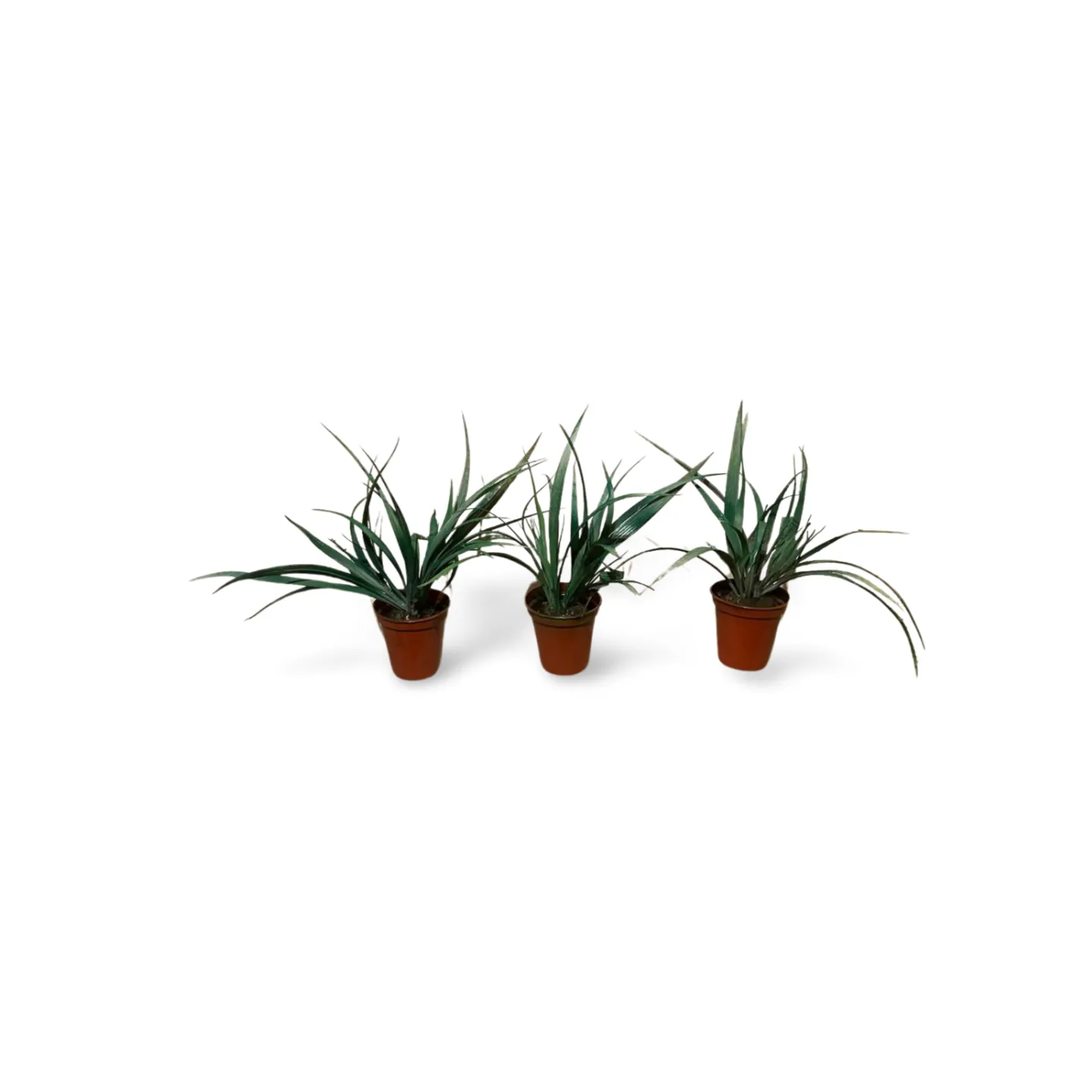 Spider Plants - Small in Plastic Pots x3 