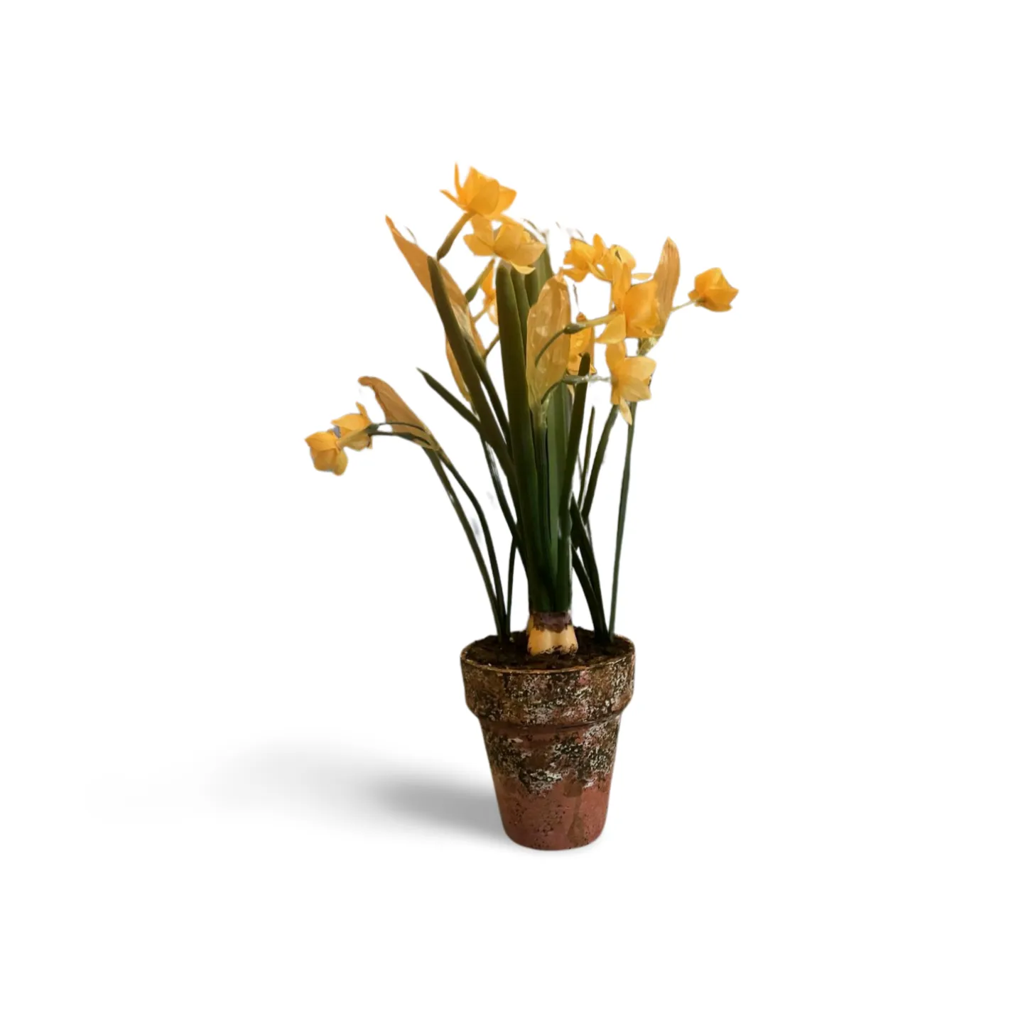 Daffodils - In Pot