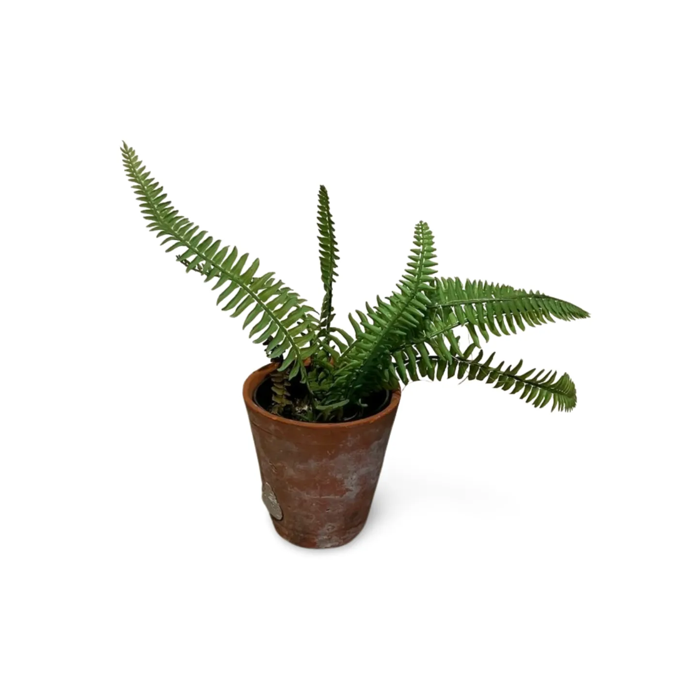 Fern in pot small