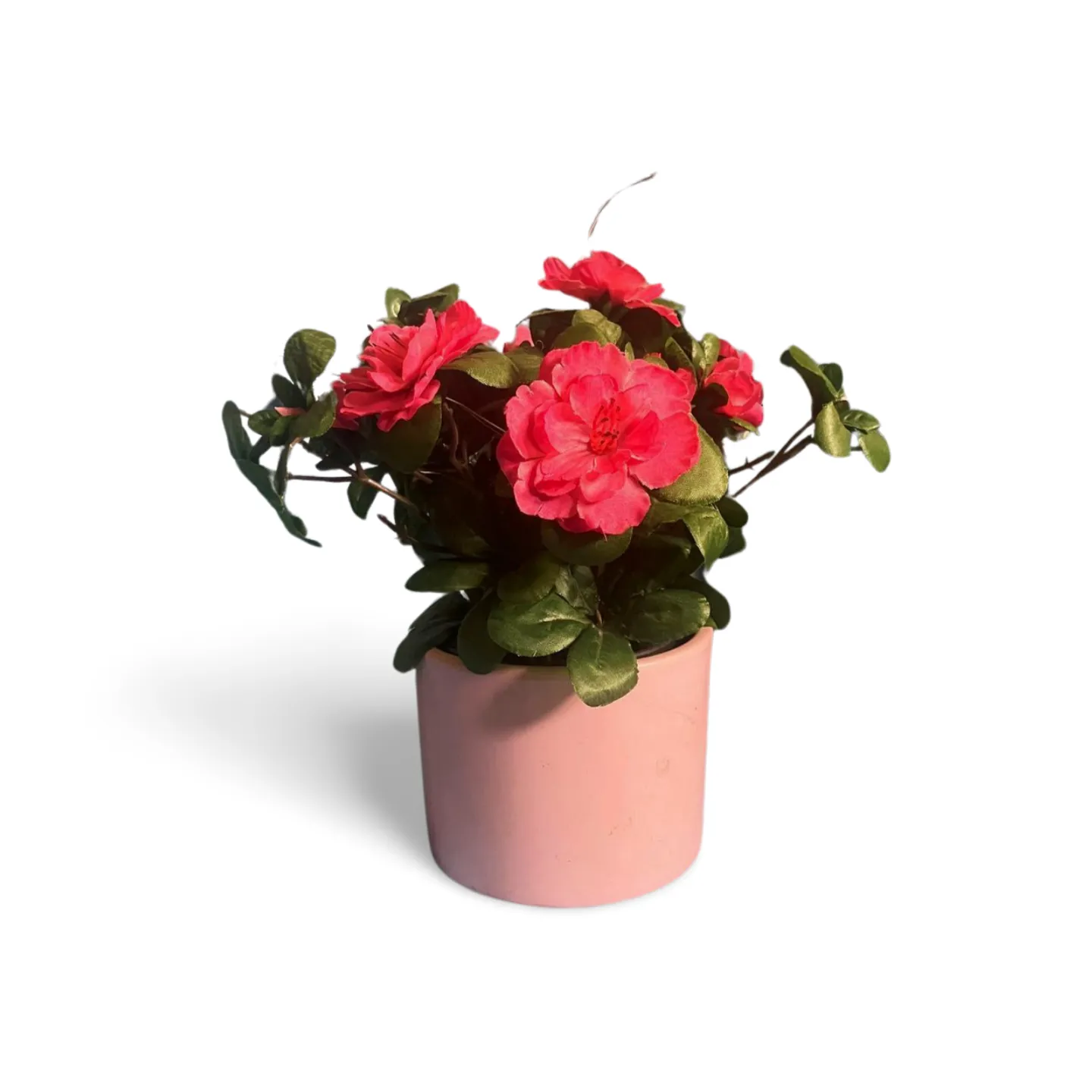 Begonia - Pink In Pot