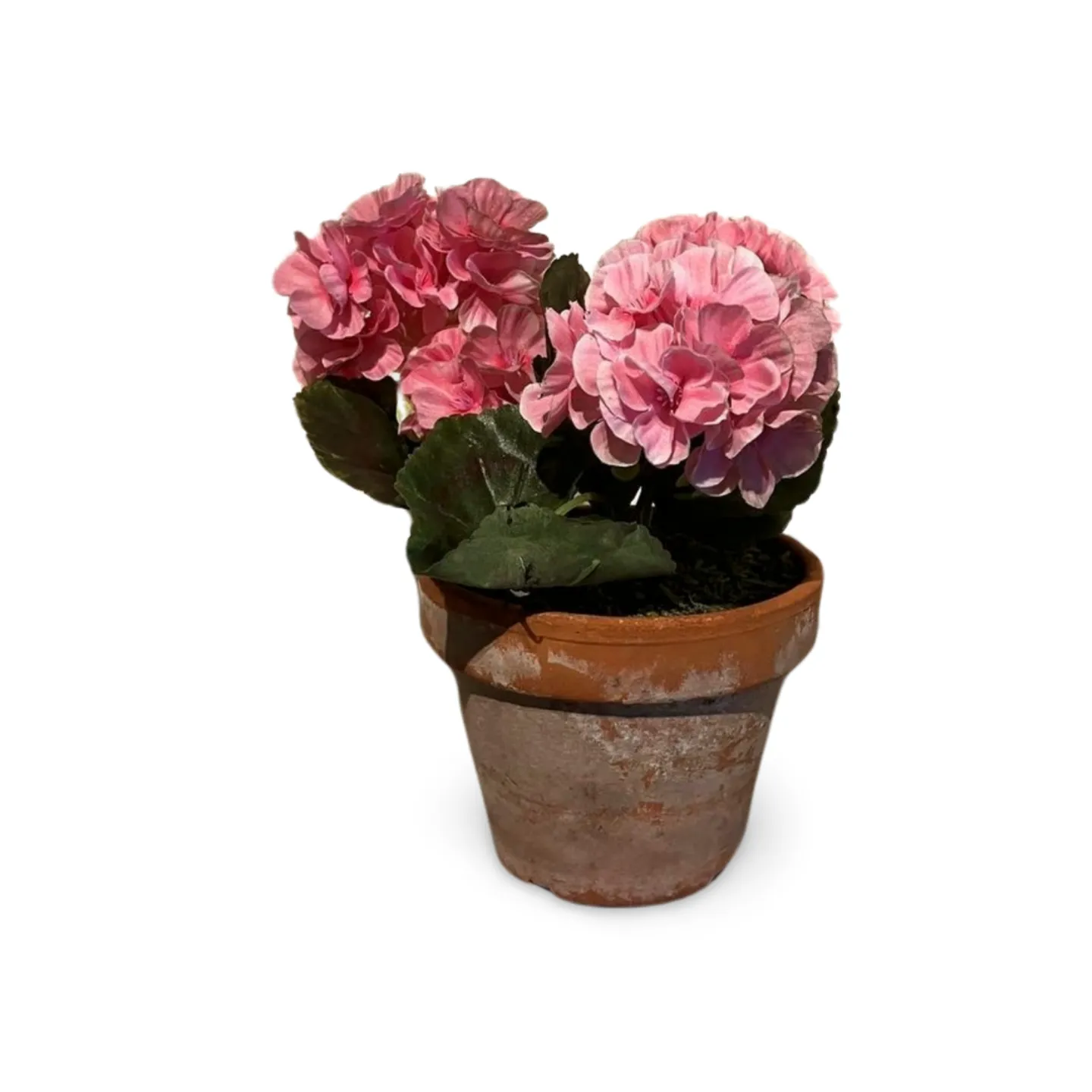 Geranium - Pink in pot