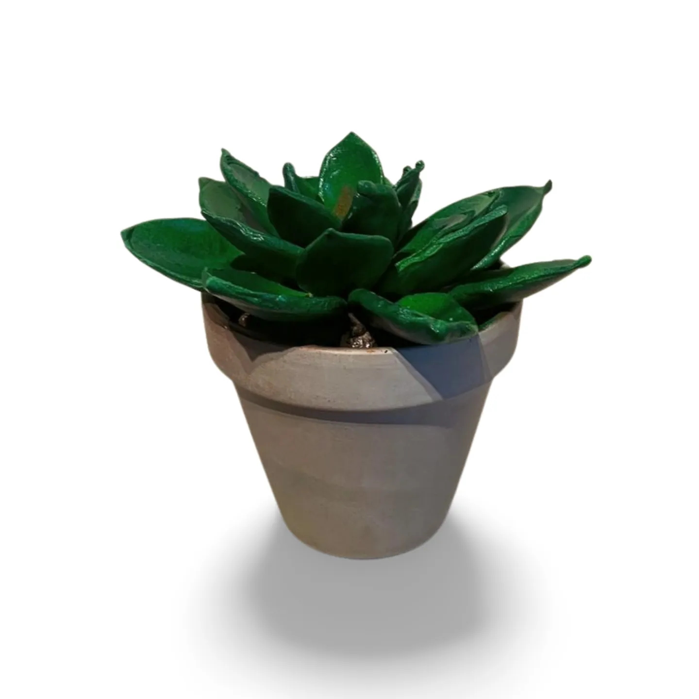 Succulent Type Pot Plant