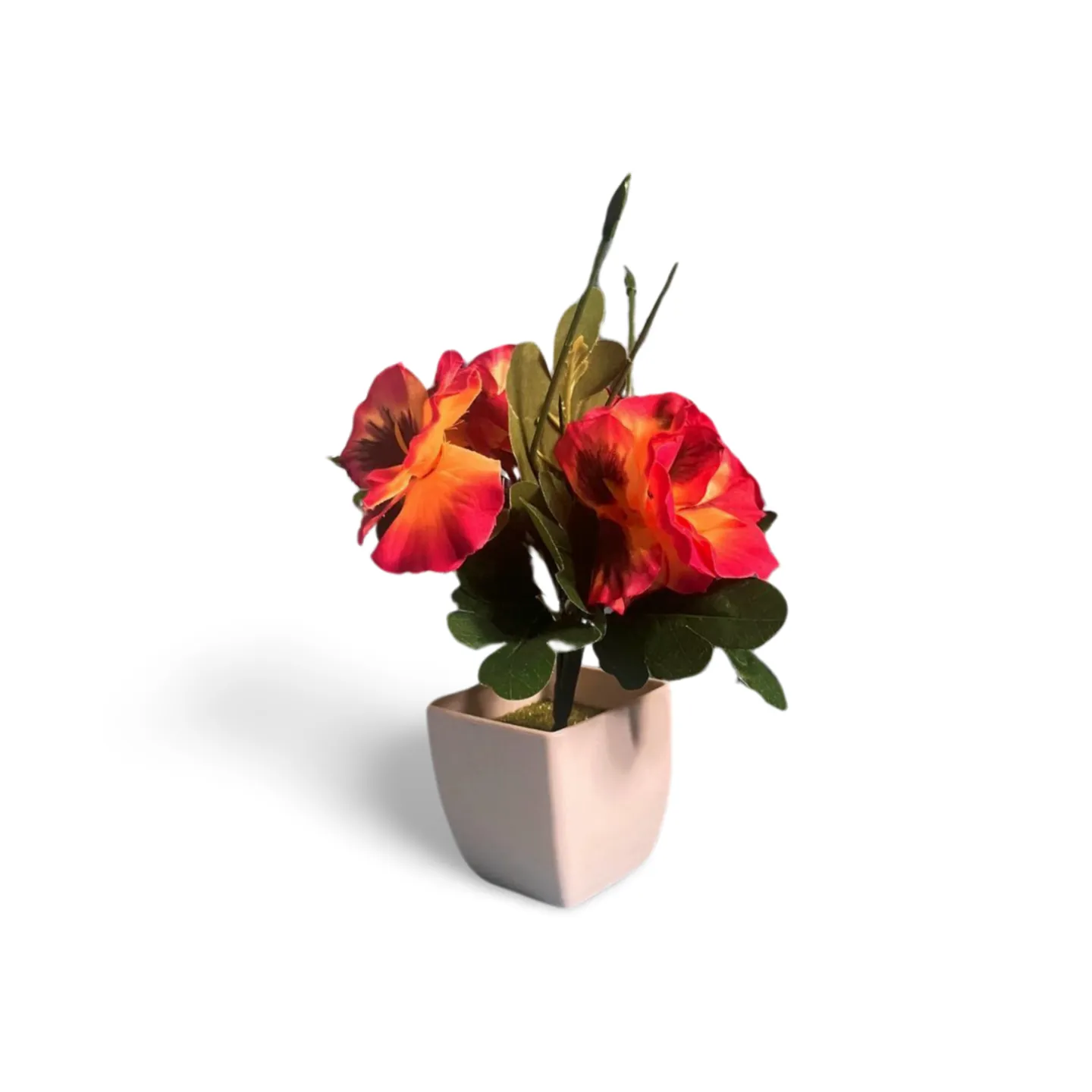 Pansy - Pink Orange In Pot