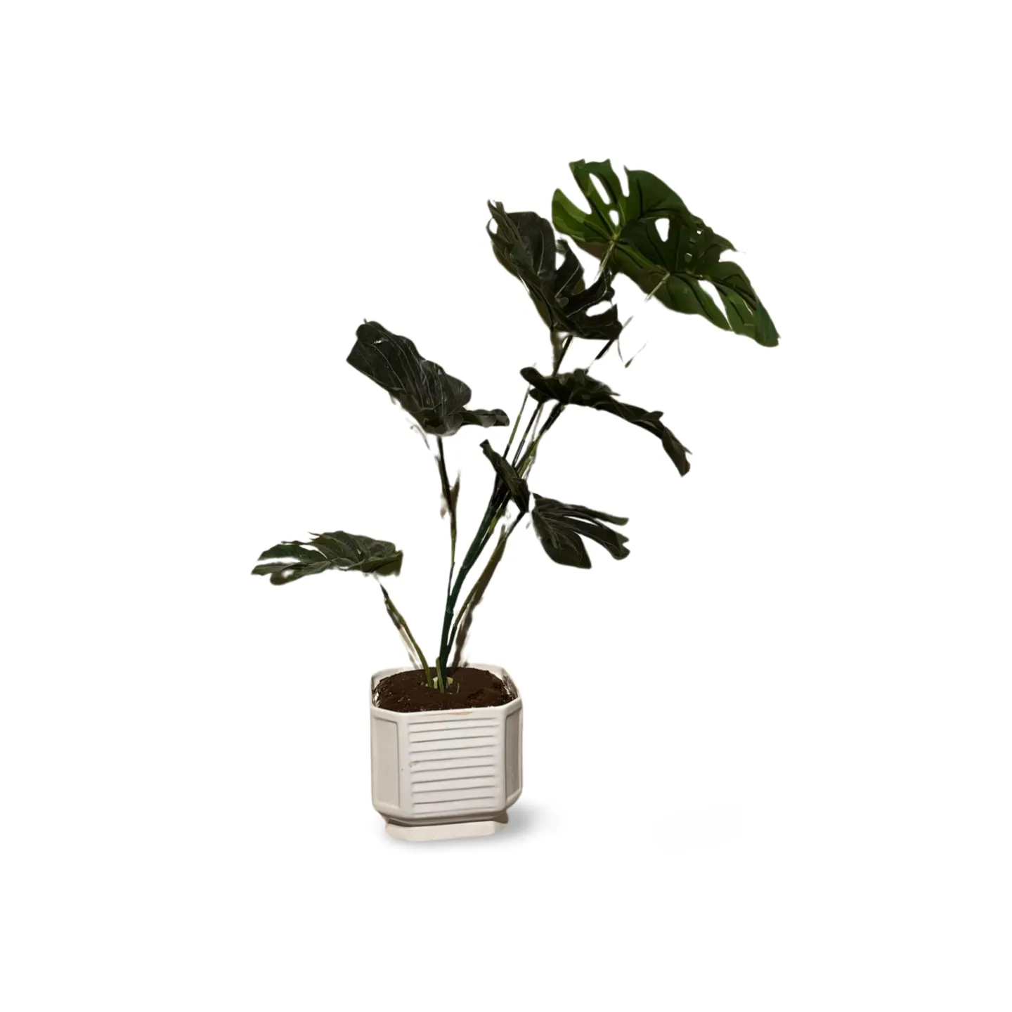 Swiss Cheese Plant in pot