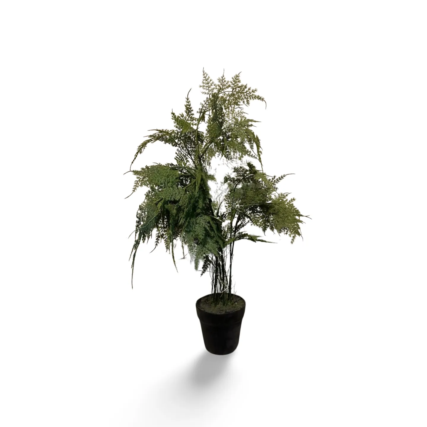 Maidenhair Fern In Pot