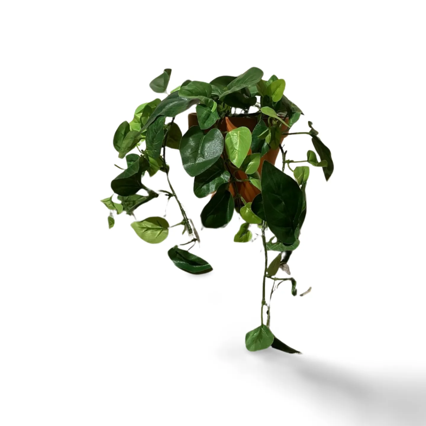 Trailing Plant - In Terracotta Pot