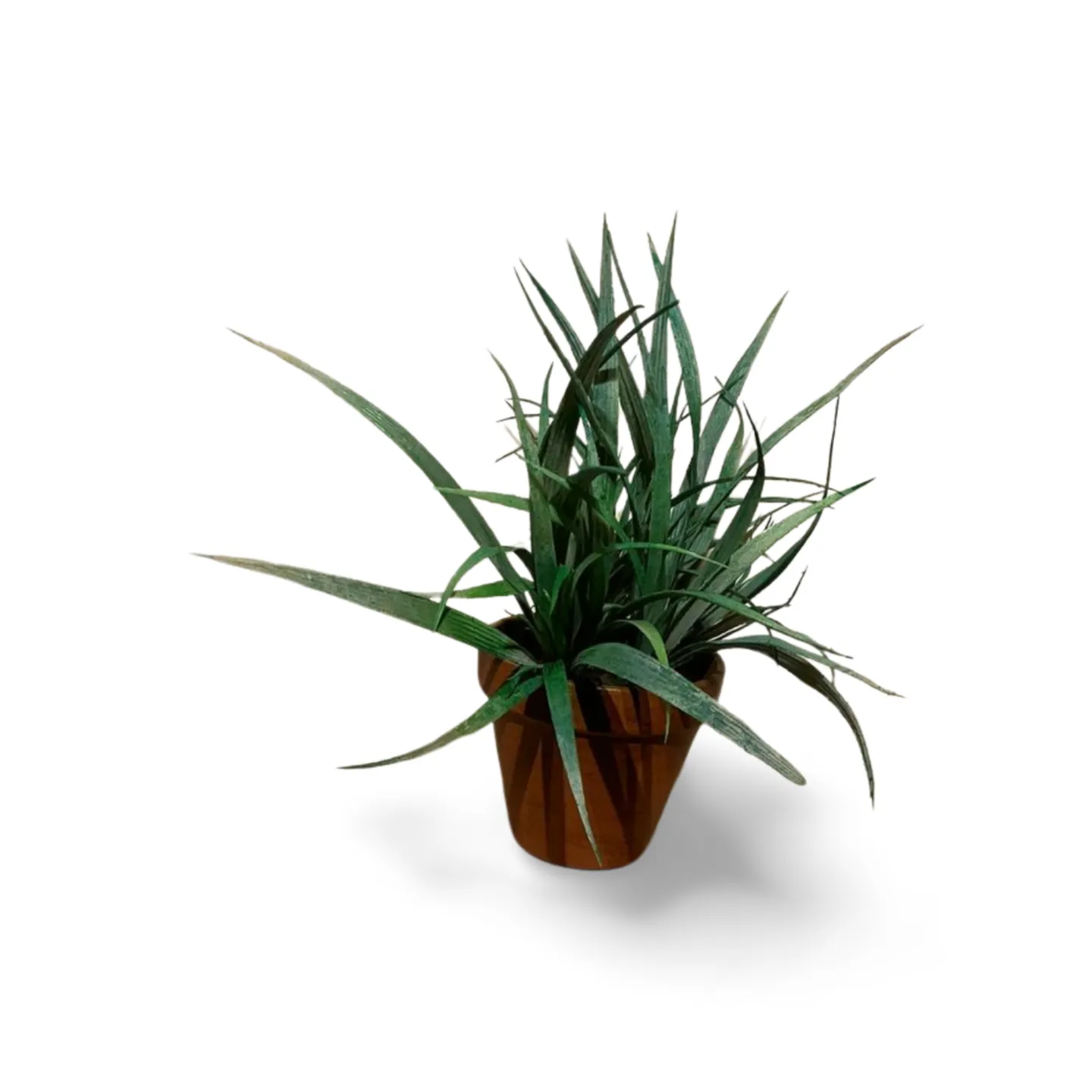 Spider Plant In Terracotta Pot 