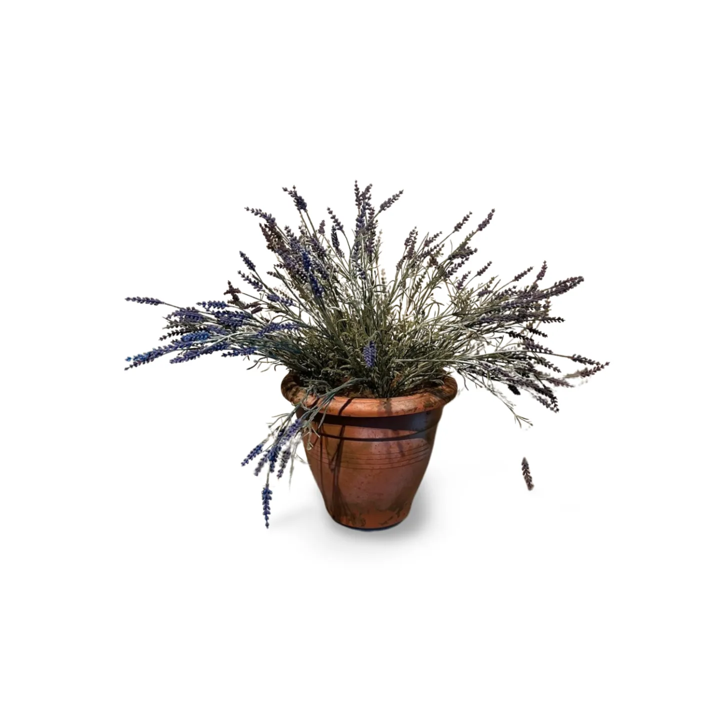 Lavender in Terracotta Pot