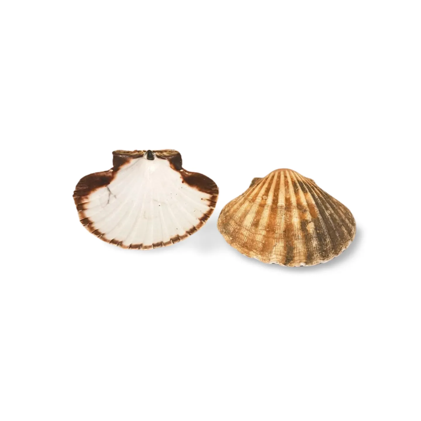 Scallop Shells x2
