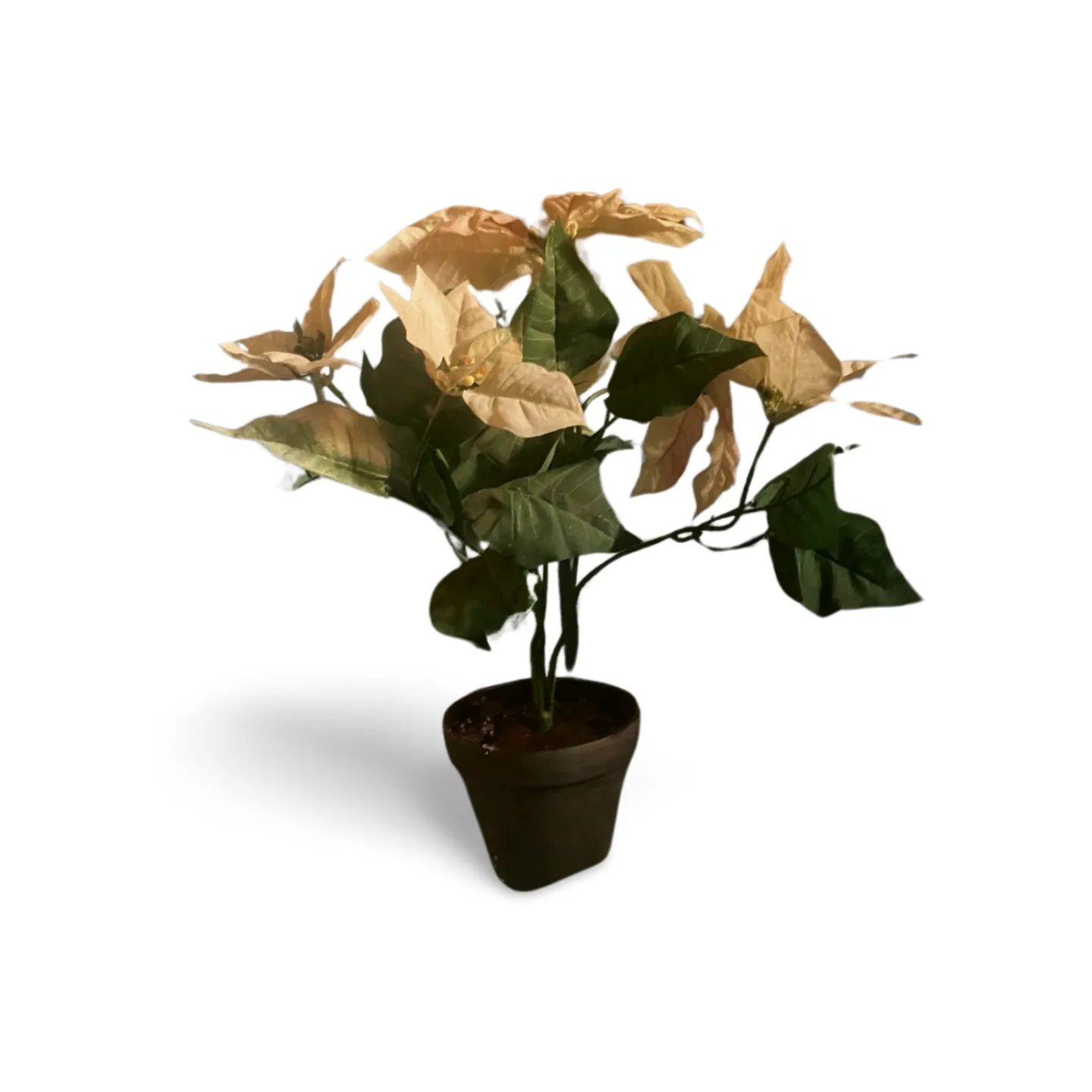 Poinsettia - White In Pot