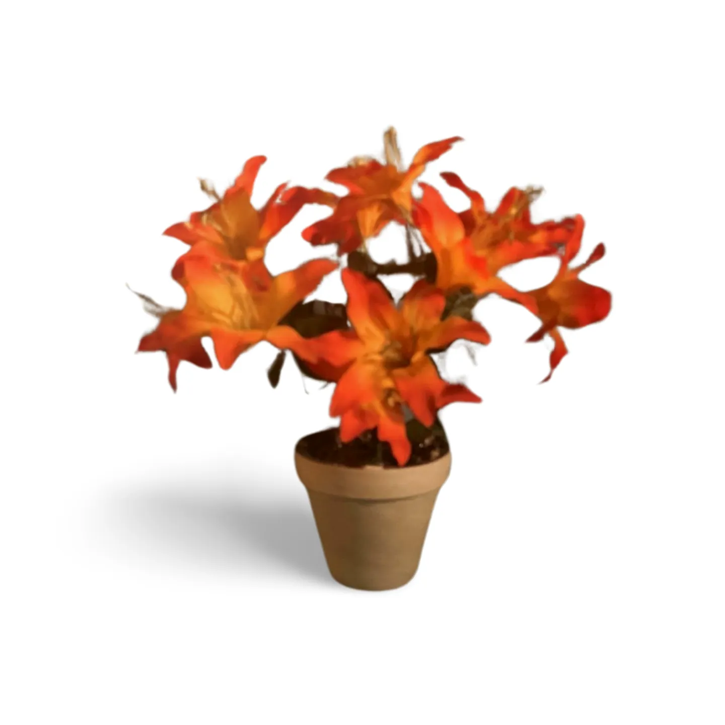 Lillies - Orange Yellow In Pot