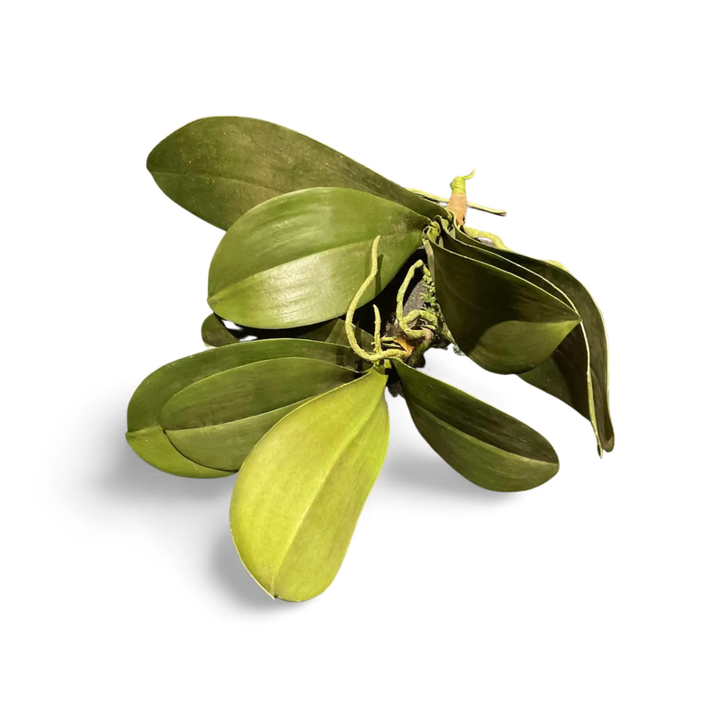 Orchid Leaf Sprays x5