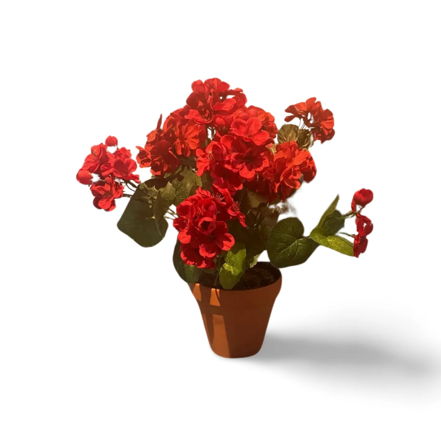 Geranium - Red In Pot