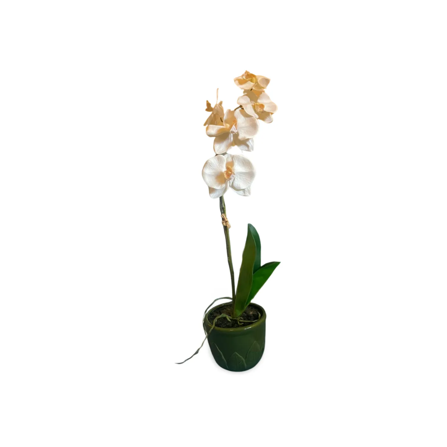 Orchid - White In Pot