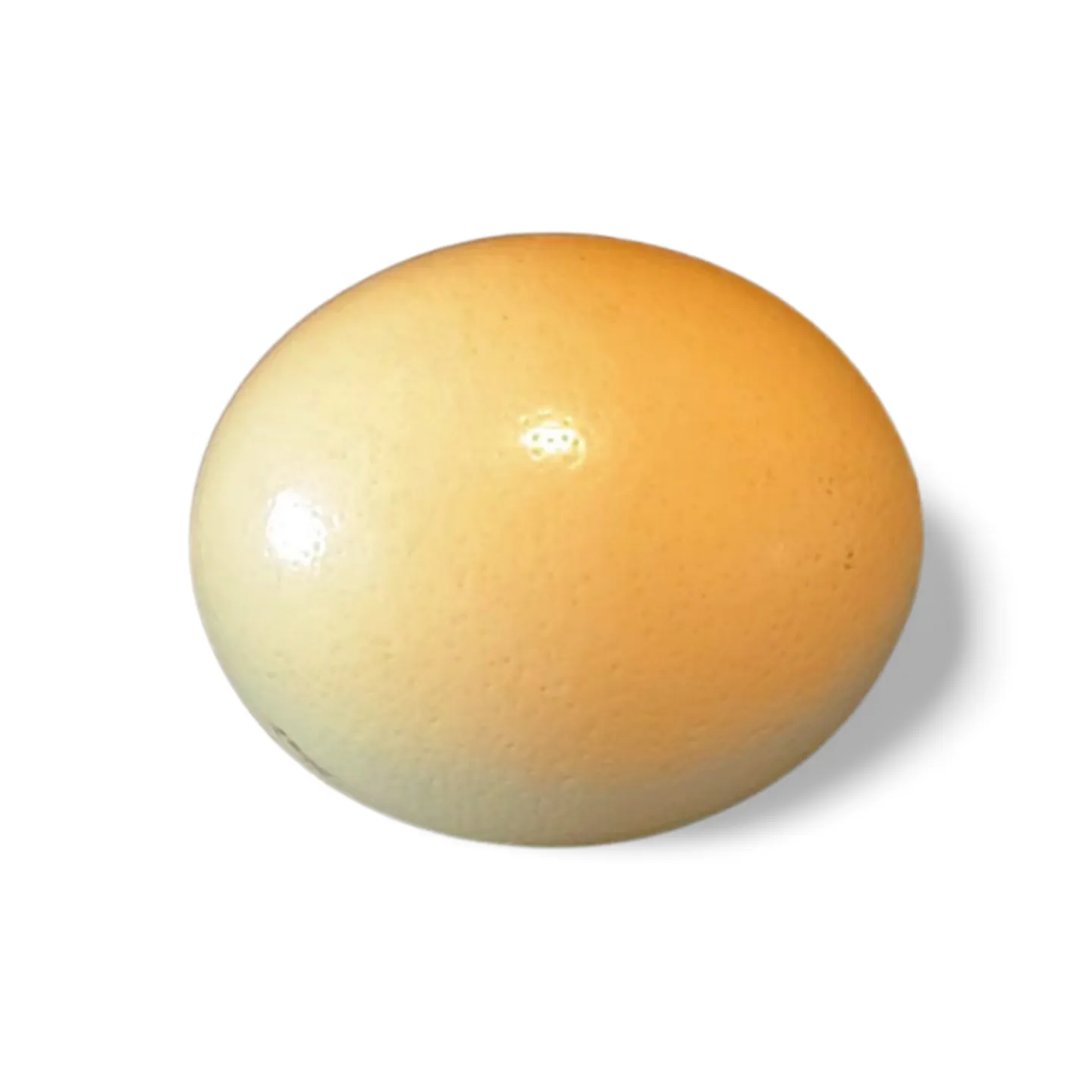 Ostrich egg