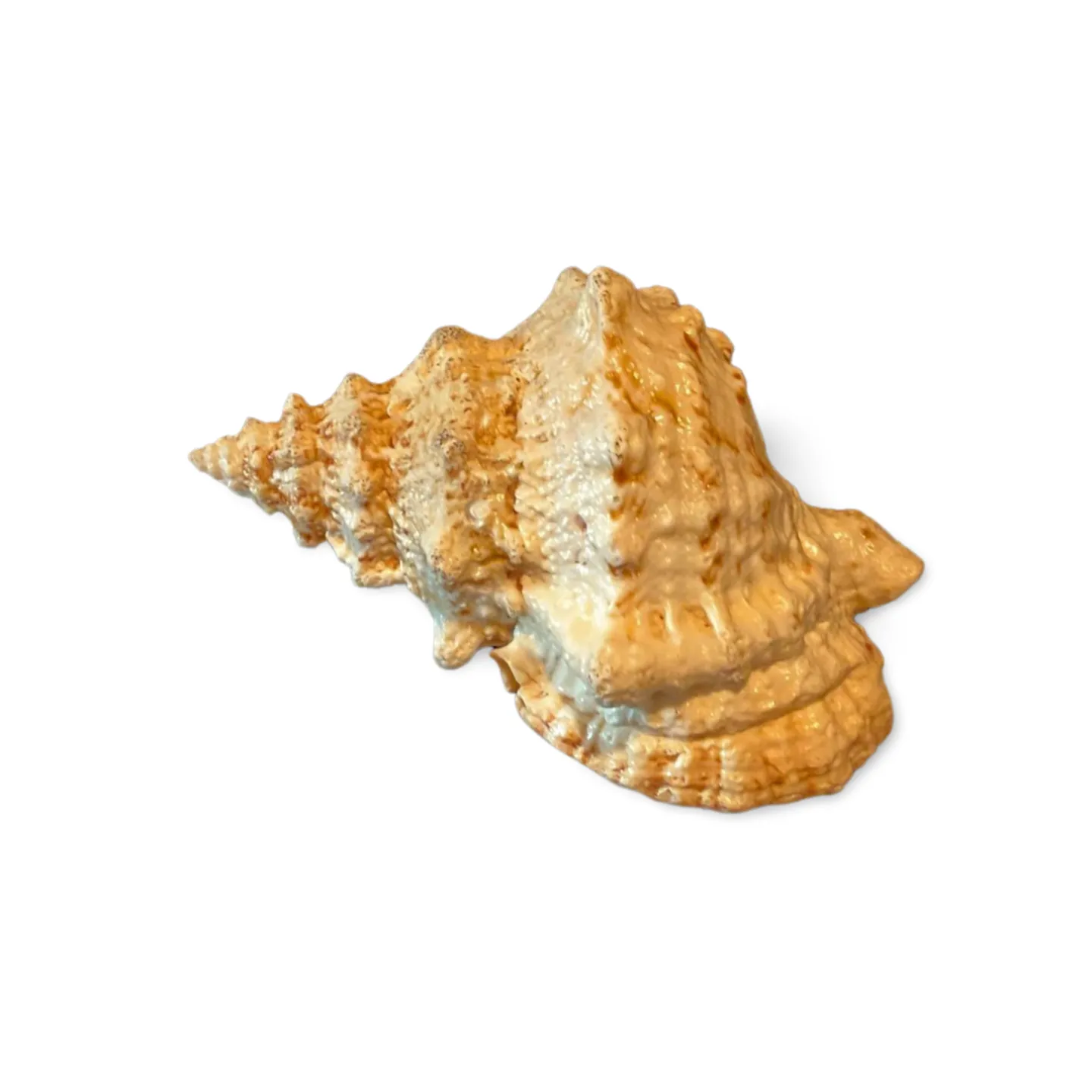 Conche Shell