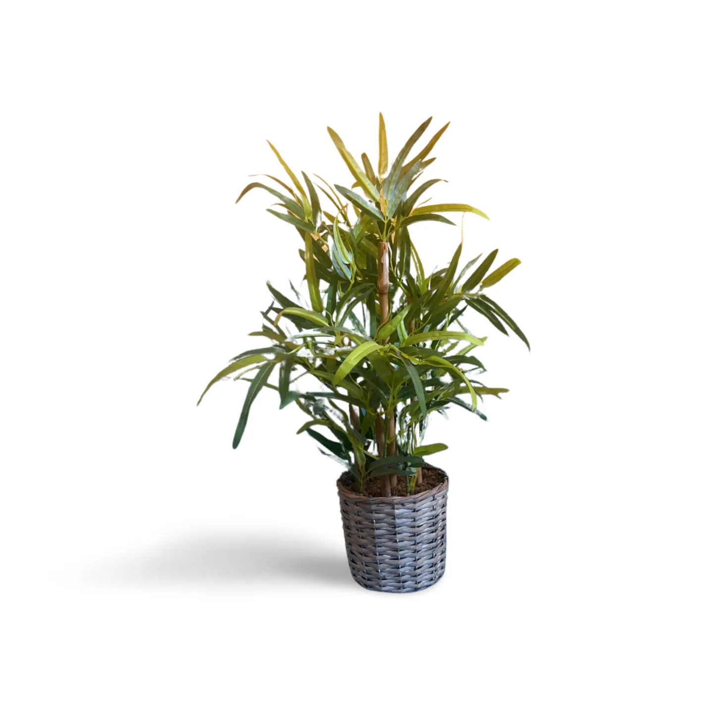 Bamboo Plant In Basket