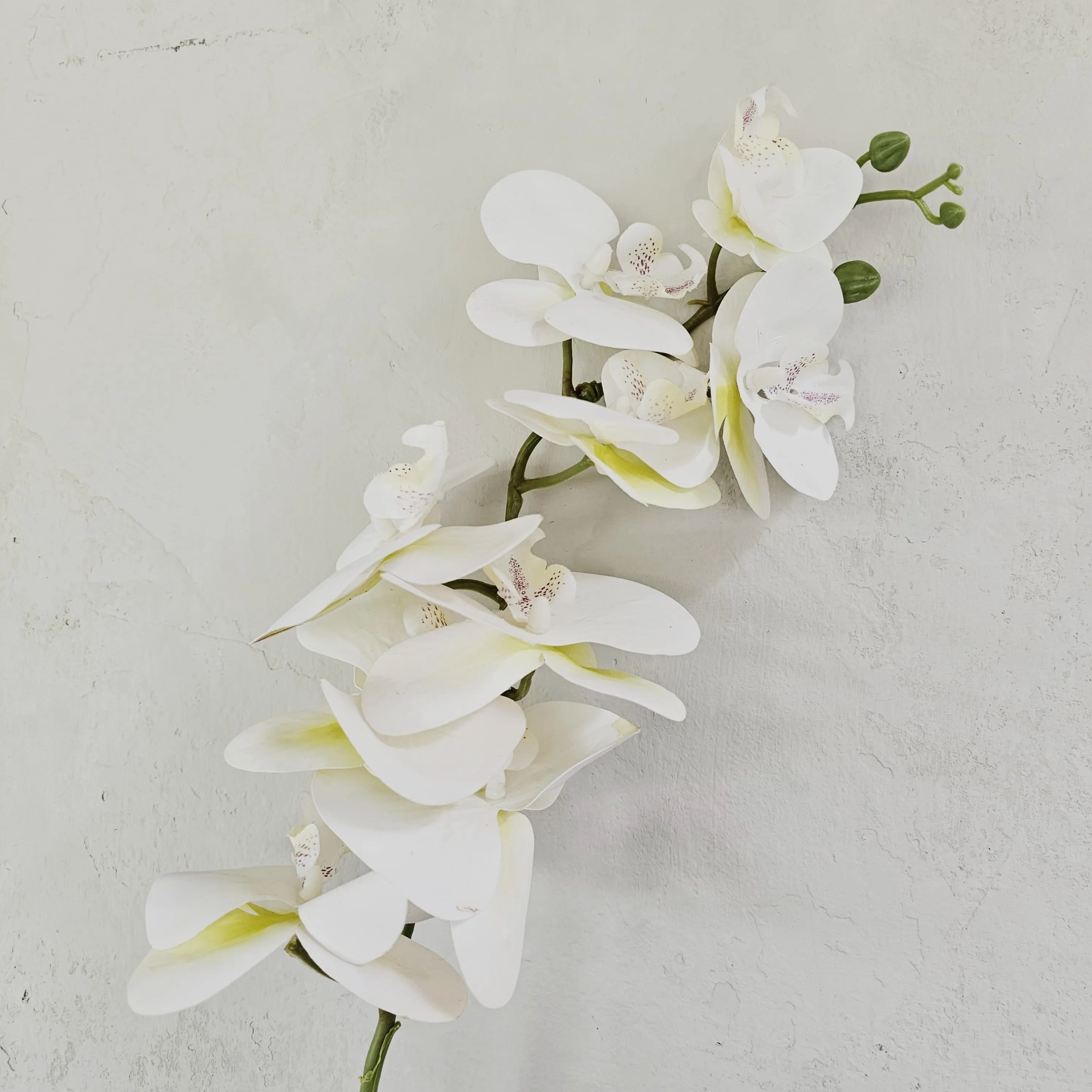 Orquidea hiperrealista Grande