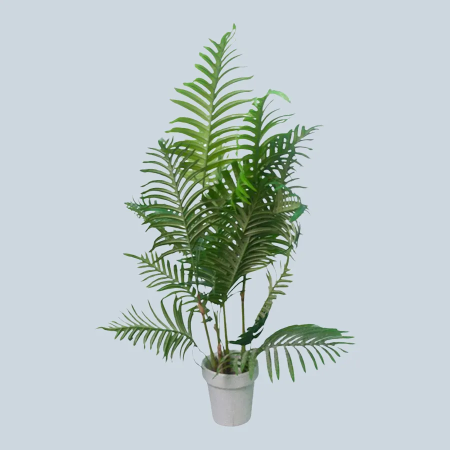 Palm Plant 