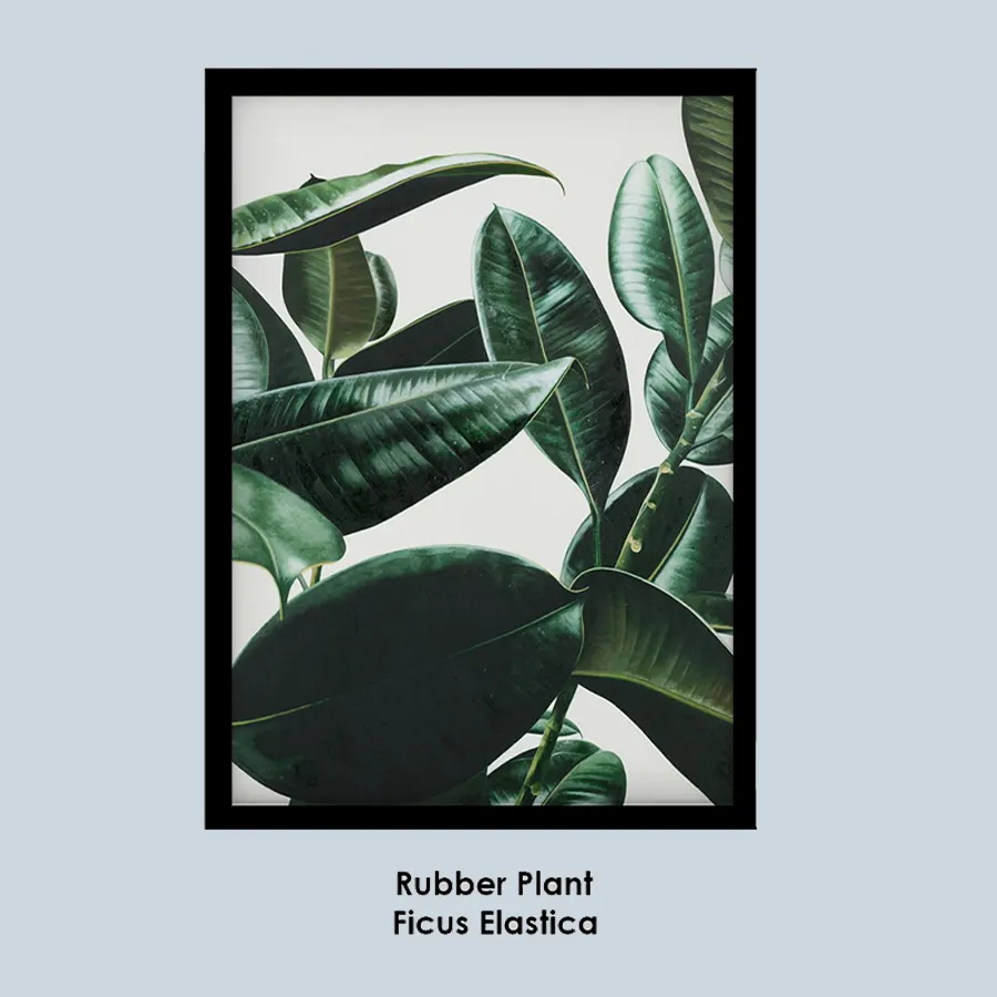 Rubber Plant Art Print