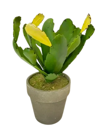 Cactus Plant