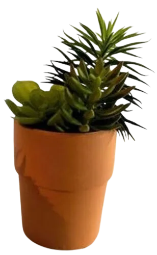 Terracotta Pots With Succulents