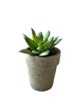 Concrete & Succulents