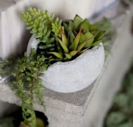Eggshell Concrete Succulents
