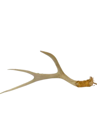 Deer Antler